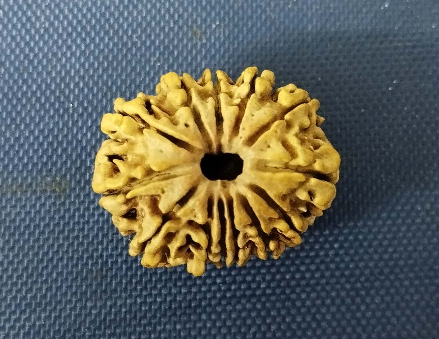 Mukhi Collector Rudraksha Omrudraksha