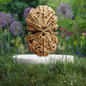 13 मुखी गौरीशंकर नेपाल रुद्राक्ष – आकर्षण, सौभाग्य और दिव्य ऊर्जा का शक्तिशाली संगम