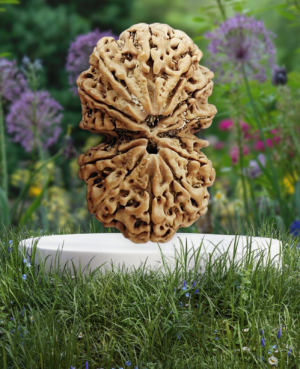 13 मुखी गौरीशंकर नेपाल रुद्राक्ष – आकर्षण, सौभाग्य और दिव्य ऊर्जा का शक्तिशाली संगम