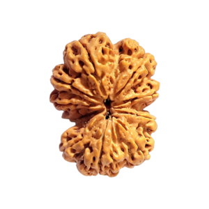 10 Mukhi Gaurishankar Rudraksha | Powerful Divine Rudraksha for Peace, Protection & Spiritual Growth
