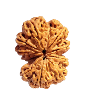 10 Mukhi Gaurishankar Rudraksha | Powerful Divine Rudraksha for Peace, Protection & Spiritual Growth